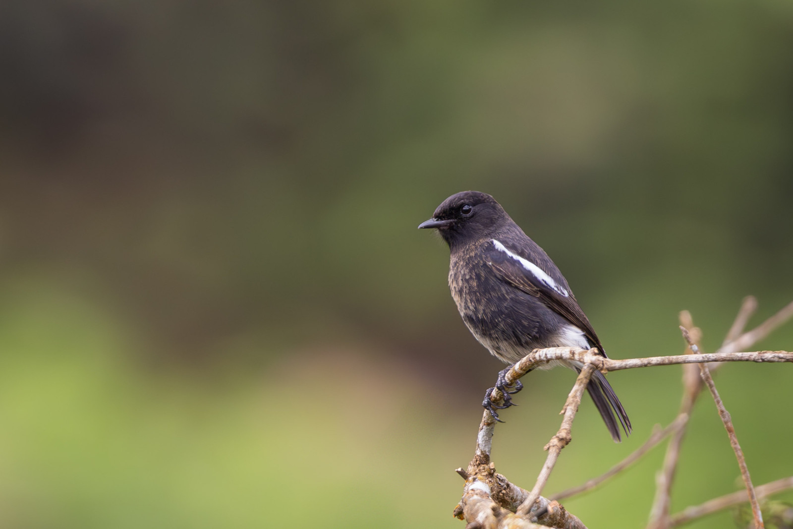 image Pied Bushchat